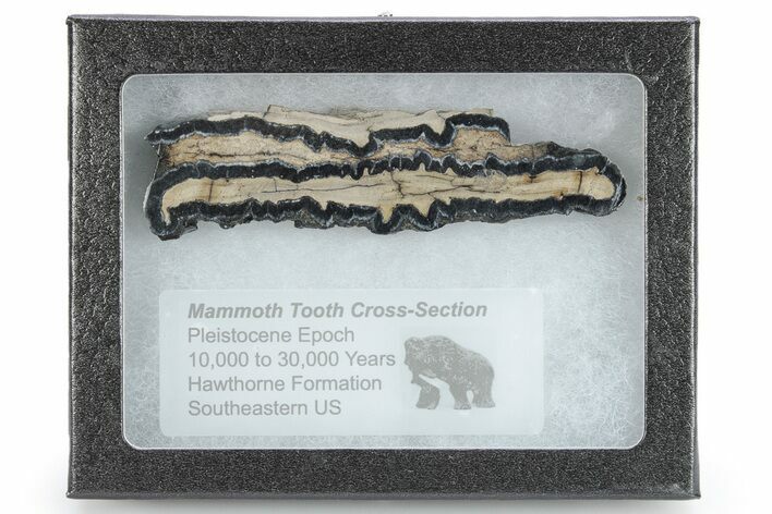 Mammoth Molar Slice with Case - South Carolina #266461